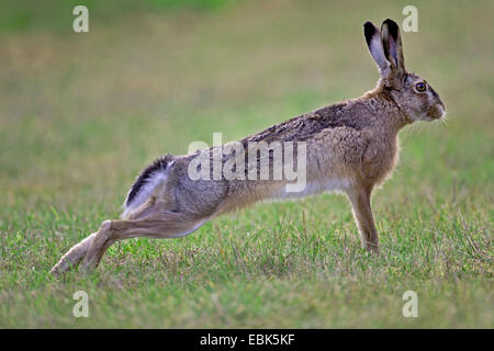 Lièvre européen, lièvre Brun (Lepus europaeus), debout sur une pelouse qui s'étend, l'Allemagne, Schleswig-Holstein Banque D'Images