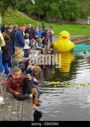 La course de canards en caoutchouc charité River Teith Callander Ecosse Banque D'Images