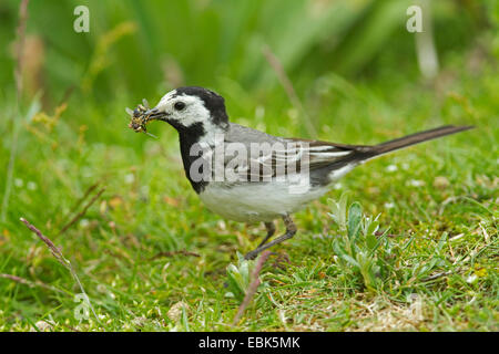 (Motacilla alba Bergeronnette pie), avec les proies dans son bec pour les poussins, Allemagne Banque D'Images