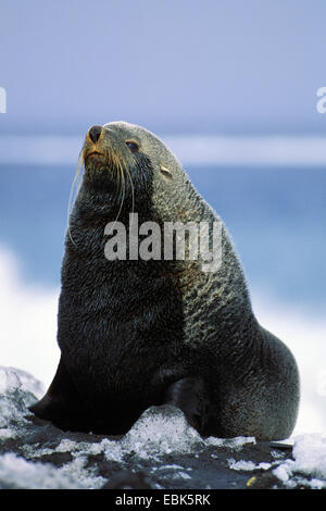 Argentina (Arctocephalus gazella), homme, l'Antarctique Banque D'Images