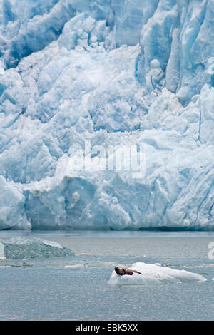 Le phoque, phoque commun (Phoca vitulina), le phoque sur la banquise , USA, Alaska, la Forêt nationale de Tongass Banque D'Images