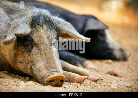 Porc domestique (Sus scrofa domestica), f. la population de porcs couché satisfait dans la saleté, France, Corse Banque D'Images