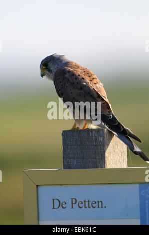 Faucon crécerelle (Falco tinnunculus), sur un poteau, Pays-Bas, Texel Banque D'Images