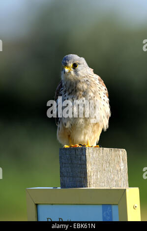 Faucon crécerelle (Falco tinnunculus), sur un poteau, Pays-Bas, Texel Banque D'Images