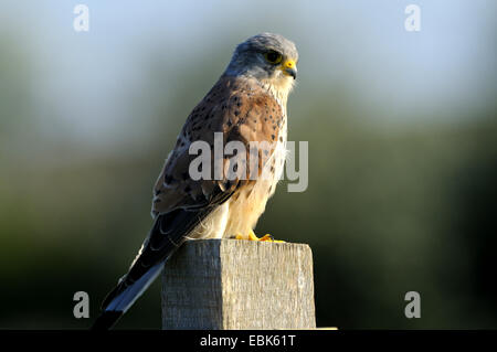 Faucon crécerelle (Falco tinnunculus), sur un poteau, Pays-Bas, Texel Banque D'Images