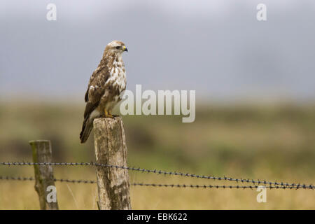 Eurasian buzzard (Buteo buteo), sur l'affût, l'Allemagne, en Rhénanie du Nord-Westphalie, Recker Moor Banque D'Images