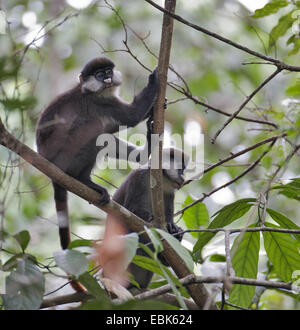 Le Colobe rouge ougandaise (Procolobus tephrosceles), deux singes dans les branches, de l'Ouganda, Kibale Forest National Park Banque D'Images