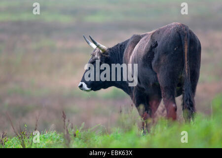 Bovins Heck (Bos primigenius f. taurus), homme dans un pâturage, d'Aurochs - retour de la race, de l'Allemagne, Schleswig-Holstein Banque D'Images