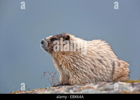 La marmotte des Rocheuses (Marmota caligata), assis sur un rocher, USA, Alaska, le Mont Roberts Banque D'Images