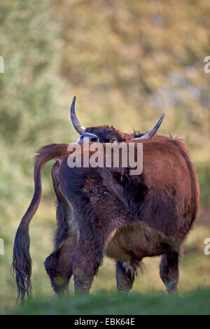 Bovins Heck (Bos primigenius f. taurus), vache léchant, Aurochs - retour de la race, de l'Allemagne, Schleswig-Holstein Banque D'Images