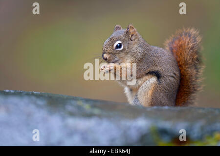 L'Est de l'écureuil roux, l'écureuil roux (Tamiasciurus hudsonicus), assis sur un rocher de l'alimentation, USA, Alaska Banque D'Images