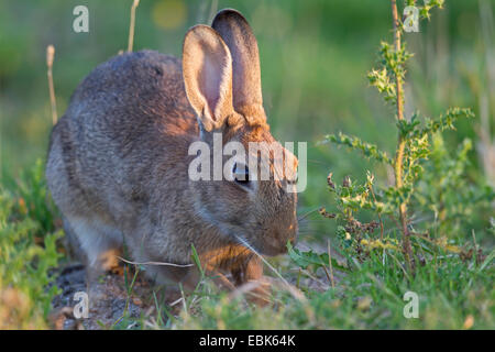 Lapin de garenne (Oryctolagus cuniculus), à creuser pour l'alimentation dans un pré, Allemagne, Schleswig-Holstein Banque D'Images