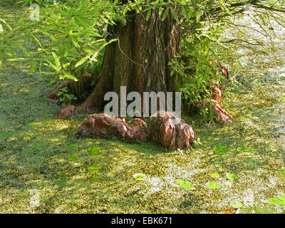 Baldcypress (Taxodium distichum), genoux racine Banque D'Images