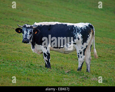 Les bovins domestiques (Bos primigenius f. taurus), vache dans un pâturage, France, Vosges Banque D'Images