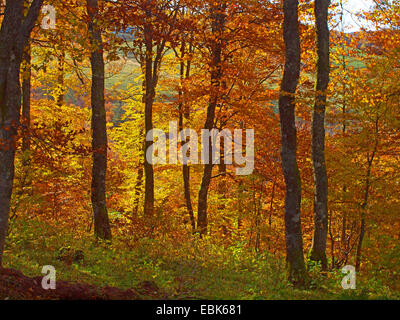 Collection automne bois dans Vosges, France, Alsace, Vosges Banque D'Images