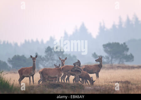 Red Deer (Cervus elaphus), biches et de veaux au matin humide, Danemark, Jylland Banque D'Images