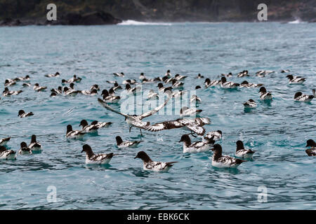 Pintado petrel pétrel antarctique, Le Cap (Daption capense), cap pétrels reposant sur l'eau à l'île de l'éléphant, l'Antarctique, l'île de l'éléphant Banque D'Images