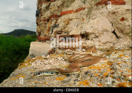 Whip vert clair, Dahl's snake snake (Platyceps najadum whip), assis sur une ruine, Grèce, Thrakien Banque D'Images