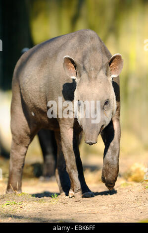 Tapir d'Amérique du Sud du Brésil, le tapir (Tapirus terrestris), randonnée pédestre Banque D'Images