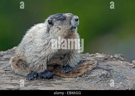 La marmotte des Rocheuses (Marmota caligata), assis sur un rocher, USA, Alaska, le Mont Roberts Banque D'Images