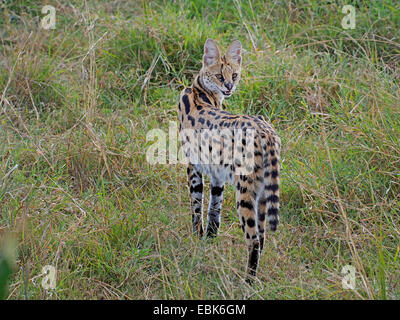 Serval (Leptailurus serval (Felis serval), debout dans les savanes à dos, Kenya, Masai Mara National Park Banque D'Images