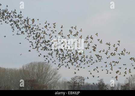 Pigeon ramier (Columba palumbus), battant jusqu'troupeau sur un champ, Allemagne Banque D'Images