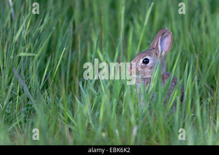 Lapin de garenne (Oryctolagus cuniculus), lapin baby sitting dans l'herbe haute, l'Allemagne, Schleswig-Holstein Banque D'Images