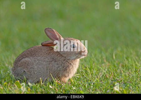 Lapin de garenne (Oryctolagus cuniculus), lapin baby sitting in meadow, Allemagne, Schleswig-Holstein Banque D'Images