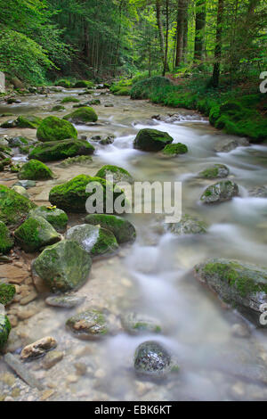 Dans le ruisseau Aabach Kemptner Tobel ravin, Suisse, Zuercher bernois Banque D'Images