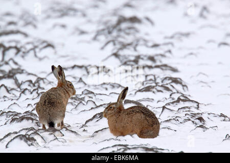 Lièvre européen, lièvre Brun (Lepus europaeus), deux lièvres sur un champ neigeux, Allemagne, Schleswig-Holstein Banque D'Images