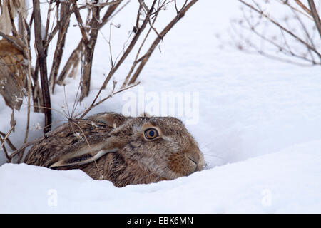 Lièvre européen, lièvre Brun (Lepus europaeus), couché dans la neige avec les oreilles aplaties, Schleswig-Holstein, Allemagne Banque D'Images