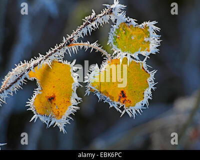 European Aspen (Populus tremula), les feuilles d'automne avec givre en contre-jour, l'Allemagne, Bade-Wurtemberg Banque D'Images