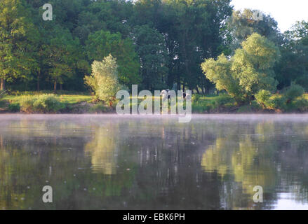 Les bovins domestiques (Bos primigenius f. taurus), vache à l'Elbe dans la brume du matin, l'ALLEMAGNE, Basse-Saxe Banque D'Images