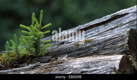 L'épinette de Norvège (Picea abies), plantule sur un tas de billes, ALLEMAGNE, Basse-Saxe Banque D'Images