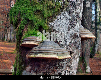 Les champignons du support sur tronc d'arbre, France, Alsace, Vosges, NSG Tanet-Gazon du Fang Banque D'Images