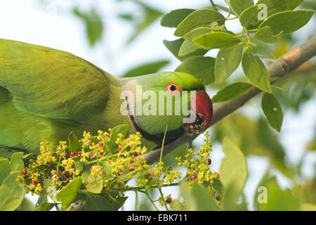 Héron pourpré (Psittacula krameri), portrait, l'Inde, le parc national de Keoladeo Ghana Banque D'Images