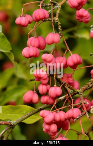 La fusée européenne-tree (Euonymus europaea, Euonymus europaeus), branche avec fruits mûrs, Allemagne Banque D'Images