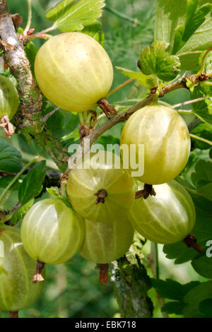 Wild groseille, groseille européenne (Ribes uva-crispa), jaune groseilles sur le buisson Banque D'Images