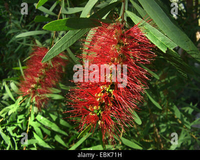 Weeping bottlebrush rouge, bottlebush (Callistemon viminalis), blooming Banque D'Images