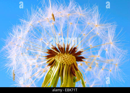 Le pissenlit officinal (Taraxacum officinale), fruits de la pissenlit, Allemagne Banque D'Images