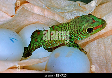 Gecko géant de Madagascar (Phelsuma madagascariensis jour grandis, Phelsuma grandis), l'éclosion juvénile Banque D'Images