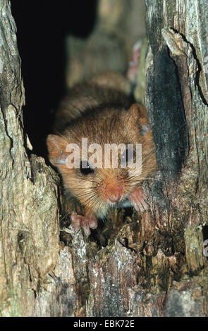 Loir, commune du loir (Muscardinus avellanarius hazel), dans le trou d'arbre, Allemagne Banque D'Images