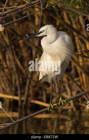 Une Aigrette garzette (Egretta garzetta) assis sur un roseau Banque D'Images