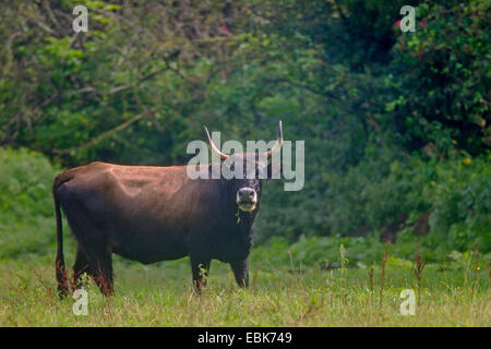 Bovins Heck (Bos primigenius f. taurus), vache dans un pâturage, de mâcher, de l'Allemagne, Schleswig-Holstein, Naturschutzgebiet Weidelandschaft Eidertal Banque D'Images