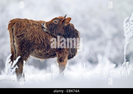 Bovins Heck (Bos primigenius f. taurus), veau en hiver dans un pâturage, de lécher la fourrure, Allemagne, Schleswig-Holstein, Naturschutzgebiet Weidelandschaft Eidertal Banque D'Images