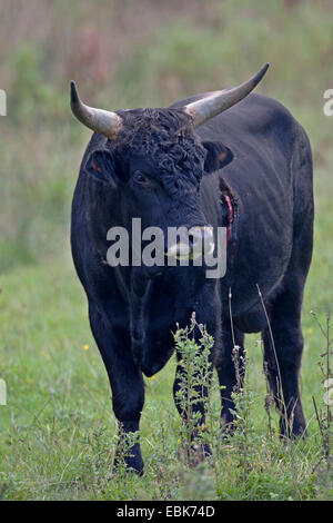 Bovins Heck (Bos primigenius f. taurus), bull blessé dans un pré, Allemagne, Schleswig-Holstein, Naturschutzgebiet Weidelandschaft Eidertal Banque D'Images