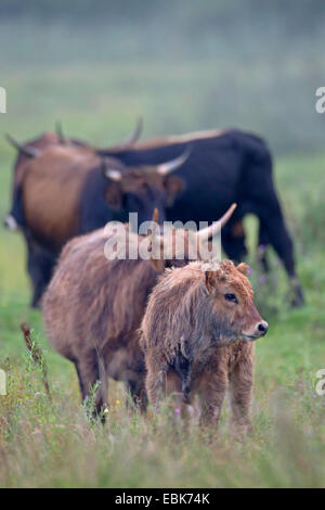 Bovins Heck (Bos primigenius f. taurus), les vaches veaux un pâturage dans un pâturage, Allemagne, Schleswig-Holstein, Naturschutzgebiet Weidelandschaft Eidertal Banque D'Images