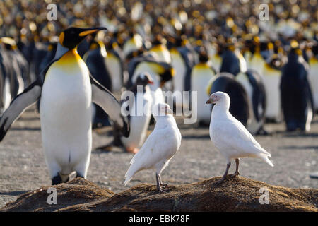 Sheathbill neigeux, le visage pâle, sheathbill Paddy (Chionis alba), deux oiseaux à la plage en face d'une colonie de pingouins, roi Suedgeorgien Banque D'Images