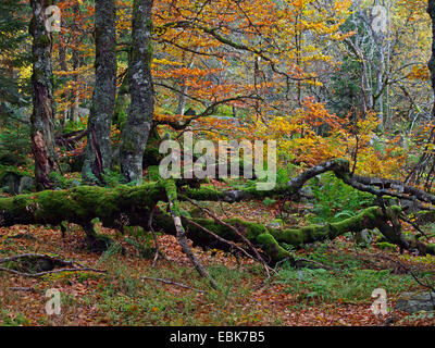 Vieux arbres moussus en automne, France, Alsace, Vosges, NSG Tanet-Gazon du Fang Banque D'Images