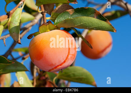 Kaki prunier, Japanese persimmon Diospyros kaki (kaki), fruits d'un arbre Banque D'Images